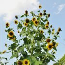 Sunflower Skyscraper 144” Tall Edible Vegetable Heirloom 25 Seeds For garden Planting