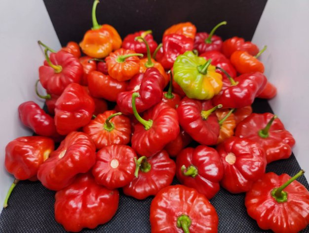 Aji Dulce Puerto Rico Gustoso, Cachucha Vegetable Heirloom 30 Seeds For garden Planting