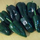 Ancho Poblano Pepper Chili Poblano Mild Vegetable Heirloom 30 Seeds For garden Planting