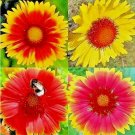Blanket Flowers Hummingbird Mix Sunflower Vegetable Heirloom 600 Seeds For garden Planting