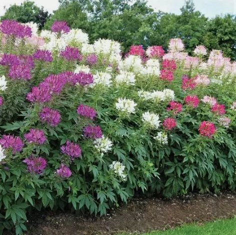 Cleome Mixed Colors Spider Plant Fall Vegetable Heirloom 200 Seeds For garden Planting