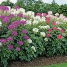 Cleome Mixed Colors Spider Plant Fall Vegetable Heirloom 200 Seeds For garden Planting