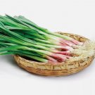 Garlic Sprouts Red Scallion Vegetable Heirloom 500 Seeds For garden Planting