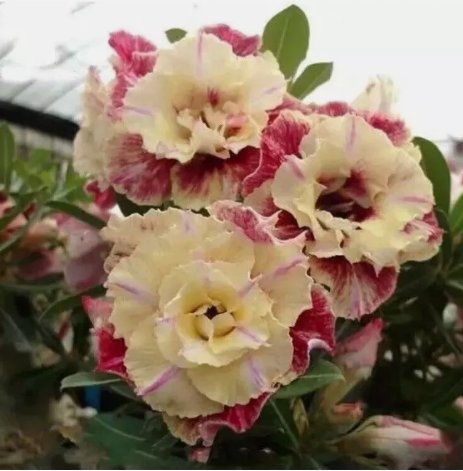 Desert Rose Flower Adenium Obesum Peony Vegetable Heirloom 5 Seeds For garden Planting