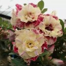 Desert Rose Flower Adenium Obesum Peony Vegetable Heirloom 5 Seeds For garden Planting