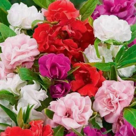 Camelia Flowered Mix Impatiens Vegetable Heirloom 50 Seeds For garden Planting