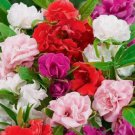 Camelia Flowered Mix Impatiens Vegetable Heirloom 50 Seeds For garden Planting