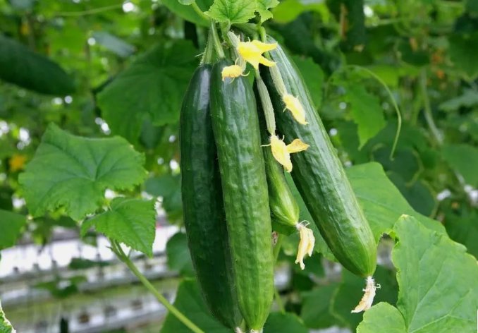 Muncher Cucumber Non Gmo Vegetable Heirloom 25 Seeds For garden Planting