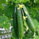 Muncher Cucumber Non Gmo Vegetable Heirloom 25 Seeds For garden Planting