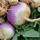 Purple Top White Globe Turnip Vegetable Heirloom 300 Seeds For garden Planting