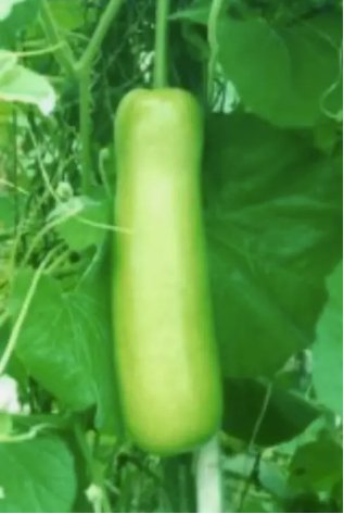 Heirloom Bottle Gourd New2025 Lauki Cucuzzi Vegetable Non Gmo 10 Seeds For garden Planting
