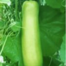 Heirloom Bottle Gourd New2025 Lauki Cucuzzi Vegetable Non Gmo 10 Seeds For garden Planting