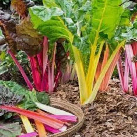 Premium Rainbow Swiss Chard Fresh Vegetable Non Gmo 25 Seeds For garden Planting