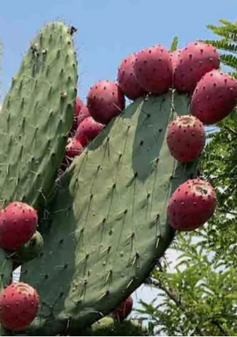 Red Prickly Pear Cactus  Non Gmo Vegetable Heirloom 20 Seeds For garden Planting