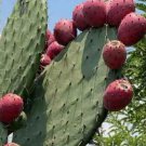 Red Prickly Pear Cactus  Non Gmo Vegetable Heirloom 20 Seeds For garden Planting