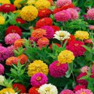 Pompon 10" Zinnia Flower Lilliput Mix Color Non Gmo Vegetable Heirloom 100 Seeds For garden Planting