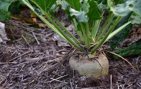 Heirloom Sugar Beet Make Sweet Non Gmo Vegetable 500 Seeds For garden Planting