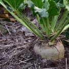 Heirloom Sugar Beet Make Sweet Non Gmo Vegetable 500 Seeds For garden Planting