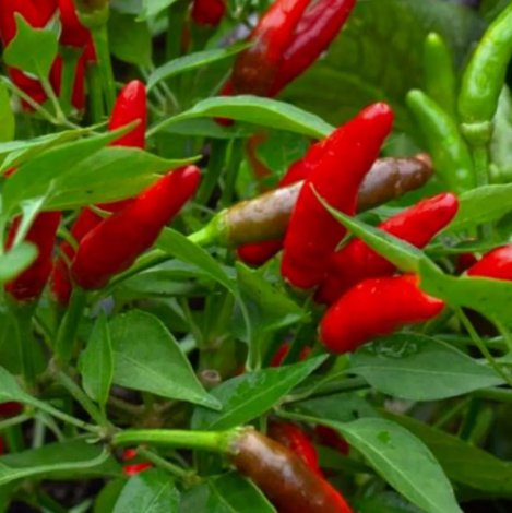 Bird's Eye Chili Pepper Non Gmo Vegetable 25 Seeds For garden Planting