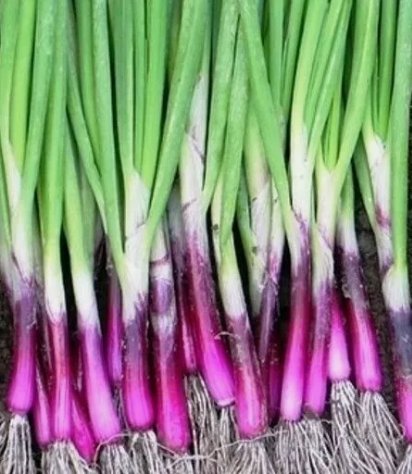 Scarlet Bandit Bunching Onion Non Gmo Vegetable 200 Seeds For garden Planting