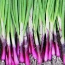 Scarlet Bandit Bunching Onion Non Gmo Vegetable 200 Seeds For garden Planting