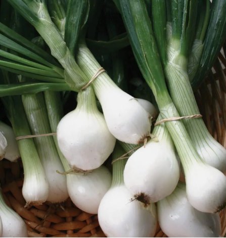 Crystal White Wax Onion Non Gmo Vegetable Heirloom 250 Seeds For garden Planting