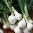 Crystal White Wax Onion Non Gmo Vegetable Heirloom 250 Seeds For garden Planting