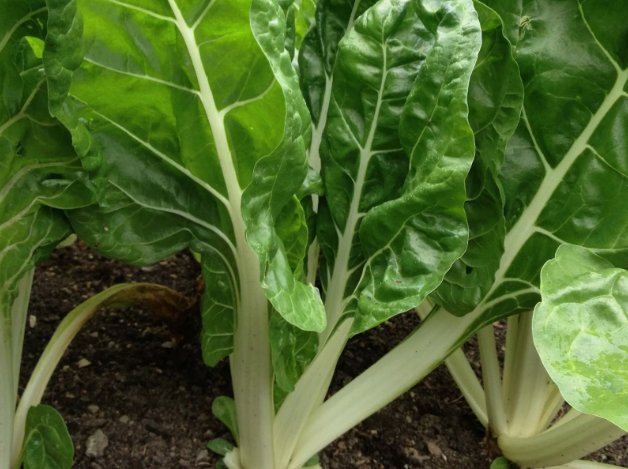 Fordhook Giant Swiss Chard Non Gmo Vegetable Heirloom 75 Seeds For garden Planting