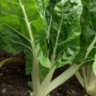 Fordhook Giant Swiss Chard Non Gmo Vegetable Heirloom 75 Seeds For garden Planting