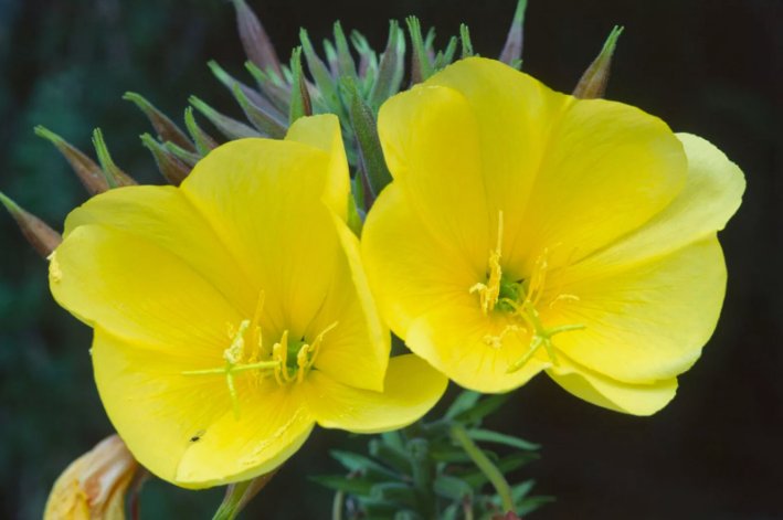 Common Evening Primrose Beautiful Yellow Flowers Vegetable Heirloom 2000 Seeds For garden Planting
