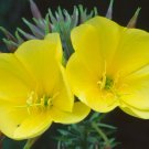 Common Evening Primrose Beautiful Yellow Flowers Vegetable Heirloom 2000 Seeds For garden Planting
