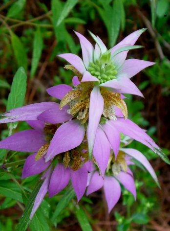 Spotted Bee Balm Bergamot Monarda punctata L Vegetable Heirloom 50 Seeds For garden Planting