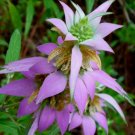 Spotted Bee Balm Bergamot Monarda punctata L Vegetable Heirloom 50 Seeds For garden Planting