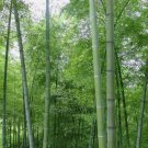 Giant Moso Bamboo Evergreen Grows Vegetable Heirloom 50 Seeds For garden Planting
