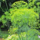Dill Bouquet, Vanderbilt Vegetable Heirloom 500 Seeds For garden Planting