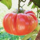 Ponderosa Pink Tomato Henderson Vegetable Heirloom 30 Seeds For garden Planting