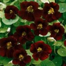 Nasturtium Black Velvet Edible Beneficial Flowers Vegetable Heirloom 15 Seeds For garden Planting
