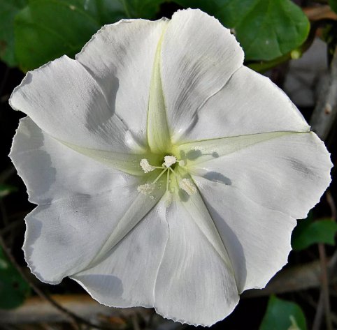 Moonflower White Night Flowering Vine Ipomoea Alba Vegetable Heirloom 25 Seeds For garden Planting