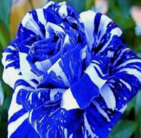 Blue Dragon #36 Rose Vegetable Heirloom 20 Seeds For garden Planting