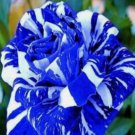 Blue Dragon #36 Rose Vegetable Heirloom 20 Seeds For garden Planting