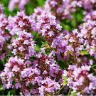 Wild Thyme Creeping Thyme Vegetable Heirloom 2000 Seeds For garden Planting