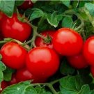 Cherry Tomato Large Vegetable Heirloom 50 Seeds For garden Planting