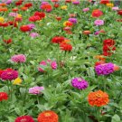 California Giant Zinnia Flower Mix Vegetable Heirloom 100 Seeds For garden Planting
