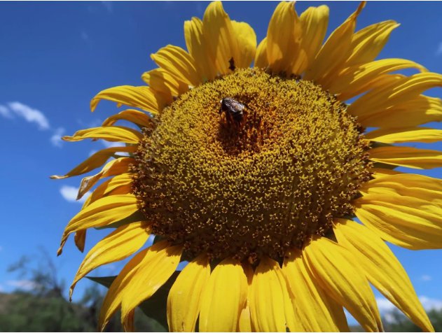 Mammoth Grey Stripe Sunflower Vegetable Heirloom 50 Seeds For garden Planting