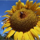Mammoth Grey Stripe Sunflower Vegetable Heirloom 50 Seeds For garden Planting