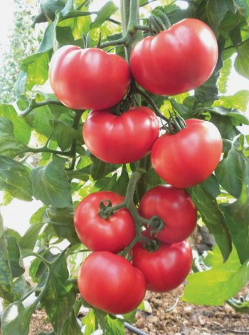 Beefsteak Heirloom Tomato Vegetable Heirloom 100 Seeds For garden Planting