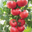 Beefsteak Heirloom Tomato Vegetable Heirloom 100 Seeds For garden Planting