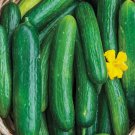 Beit Alpha Cucumber Persian or Lebanese Cucumber Vegetable Heirloom 30 Seeds For garden Planting