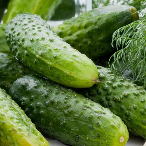 Boston Pickling Cucumber Vegetable Heirloom 30 Seeds For garden Planting