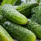 Boston Pickling Cucumber Vegetable Heirloom 30 Seeds For garden Planting